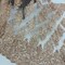 1 Yard Champagne Beaded Embroidered Lace Fabric on 100% Polyester Mesh, 50" Width